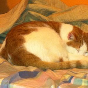 Meet your Posher, Joel